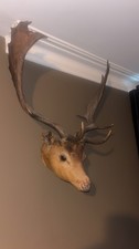 stags head wall mounted