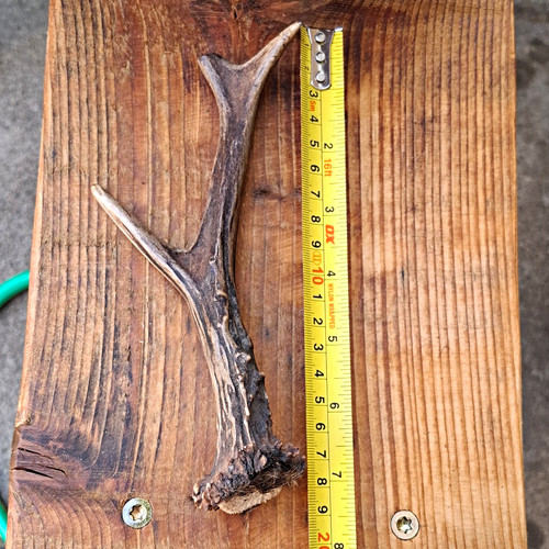 Deer antler shed piece - antler,