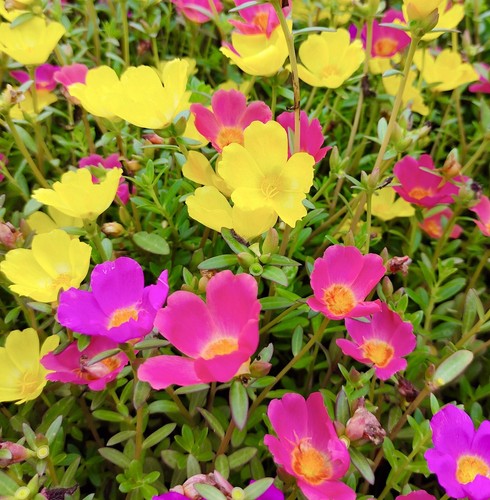 3500x portulaca grandiflora - portulaca,