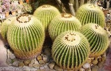 Echinocactus grusonii Golden barrel cactus Fresh Seeds 