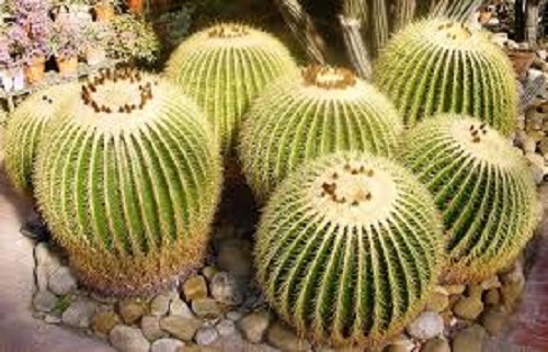 Echinocactus grusonii golden - echinocactus,