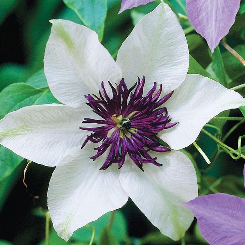 White purple clematis - 25,