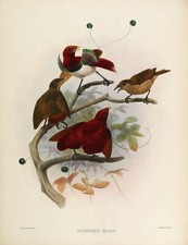 Plate No. 16 Cicinnurus Regius