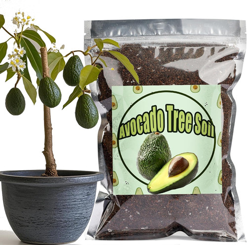Organic avocado tree potting - avocado,