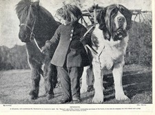 SAINT BERNARD DOG LITTLE GIRL AND SHETLAND PONY OLD VINTAGE 1934 DOG PRINT