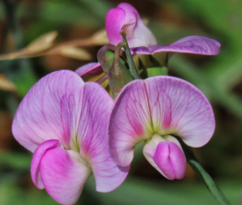 Lathyrus perennial sweet pea - perennial,