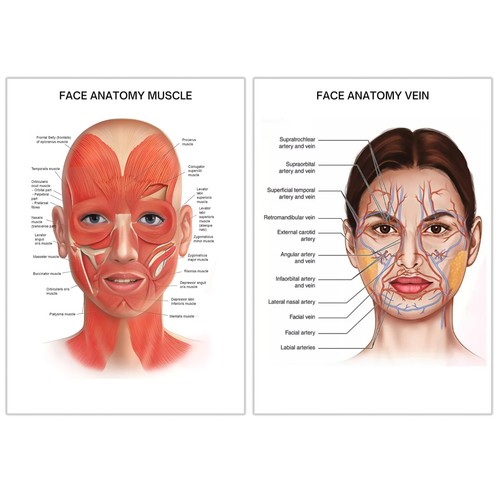 Human face anatomy - uk,