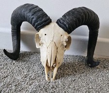 Beautiful Ram Skull taxidermy art craft tattoo Curio Sheep Skull film 
