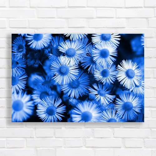 Vibrant daisy flower - daisy, blue