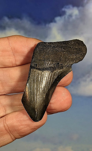 Megalodon shark fossil tooth - megalodon,
