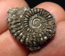 Pyrite multi-ammonite fossil (25 mm) Crucilobiceras Charmouth Jurassic Coast UK