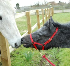 Foal Headcollar and Lead Rope