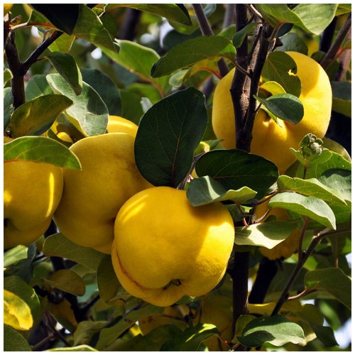 Quince tree champion 4 - quince, 'champion'