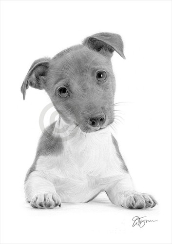 Jack russell puppy pencil - jack,