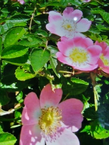 Wild dog rose seeds - wild, *rosa