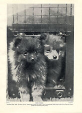 POMERANIAN TWO NAMED PUPPIES CRUFT WINNERS OLD ORIGINAL DOG PRINT FROM 1934