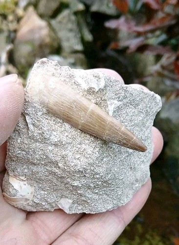 Fossil plesiosaur tooth - tooth, on