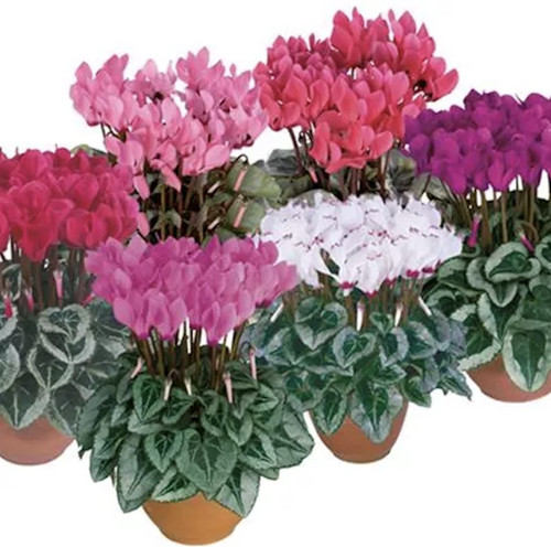 Cyclamen persicum metis - cyclamen,