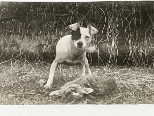 Vintage 1910s bull terrier - vintage,