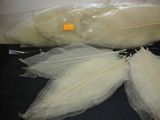 25  Magnolia Skeleton Leaves Floral Craft Cream (1279)