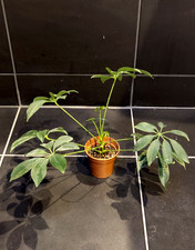 🌿 Schefflera Arboricola