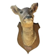 Vintage French Roe Deer Head