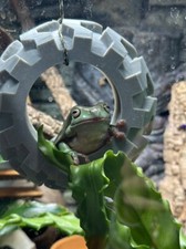 Frog Gecko Reptile TYRE SWING