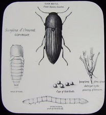 Glass Magic Lantern Slide CLICK BEETLE C1890 DRAWING 