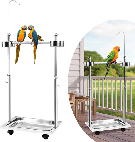 Parrot stand bird play - play,