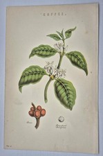 Antique Print 1870 Coffee