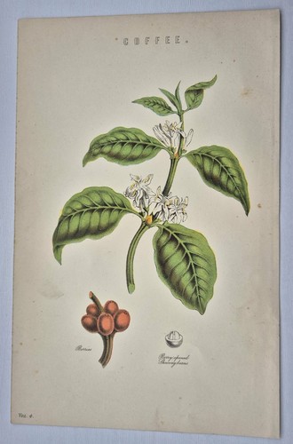 Antique print 1870 coffee - antique,