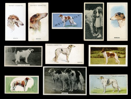 Borzoi russian wolfhound dog - -,