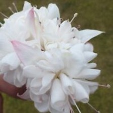 6 Giant Trailing Fuchsia White