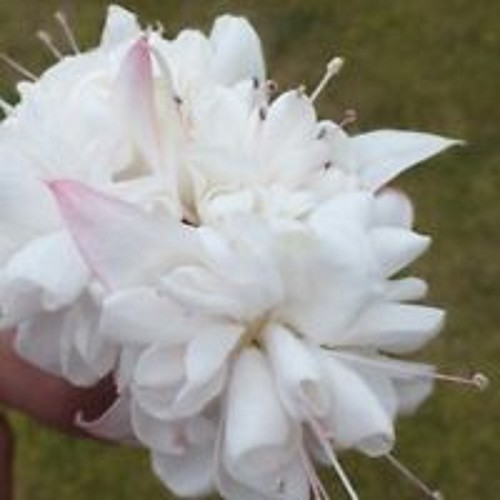 Giant trailing fuchsia - giant,