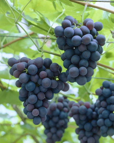 Grape vine black - vine, hamburgh'
