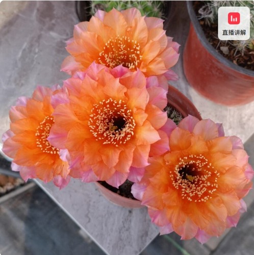 Cactus succulent plant - succulent, home