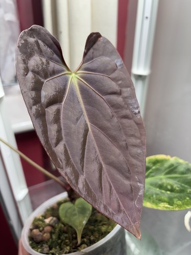 Anthurium papillilaminum blue - anthurium,
