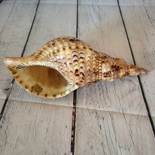 Triton's Trumpet Tritonis Charonia Large Sea Shell 8" Long Nice Color 