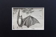 Horseshoe Bat Animal Print - c.1893 Mini Mounted Antique B&W Engraving (157)