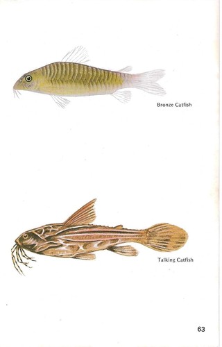 Vintage exotic fish print