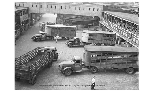 Chicago stockyard photo cattle - chicago,