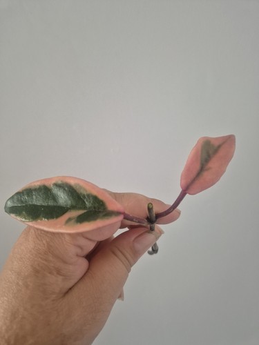 Hoya carnosa flamingo - carnosa, dream