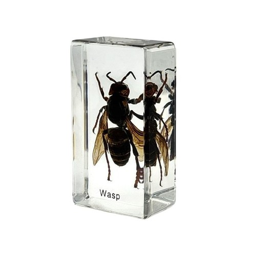 Real japanese wasp resin - real,