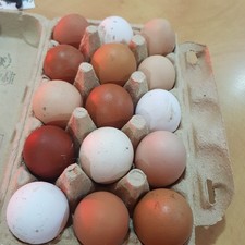 12x 🐥 chicken Eggs  For