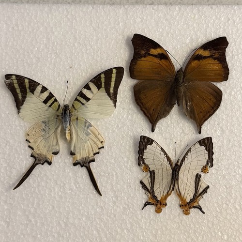 Entomology butterfly specimen - entomology,
