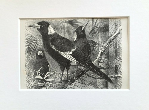 Piping crow bird print 1893 - crow,