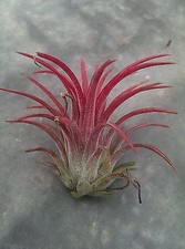 Tillandsia ionantha