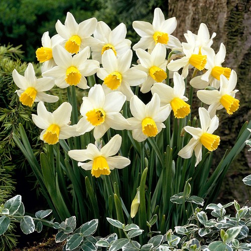 Mini daffodil jack snipe - daffodil,