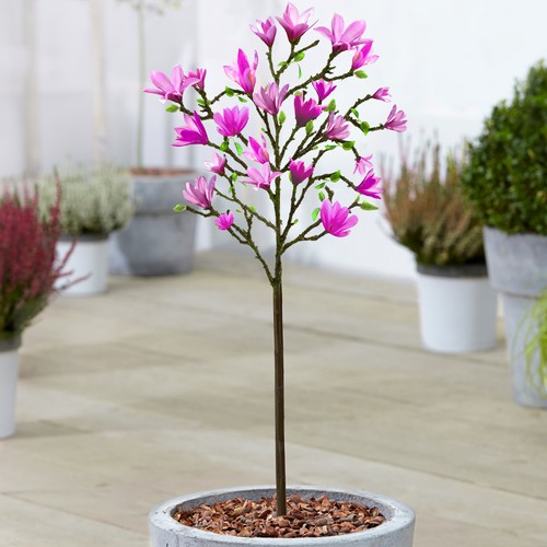 Magnolia susan tree potted - 'susan',