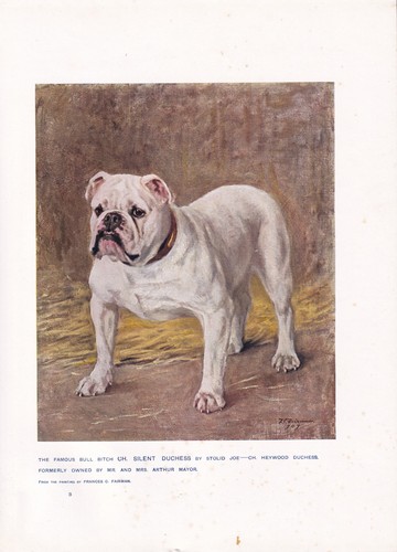 English bulldog antique dog - bulldog,